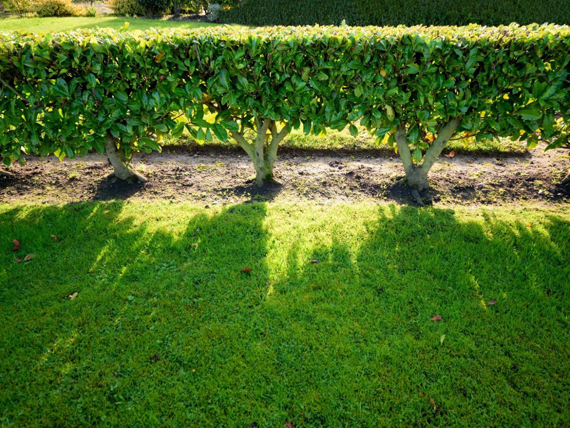 Jak vybrat vhodné oplocení - typy a jejich výhody a nevýhody