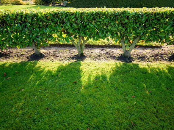 Jak vybrat vhodné oplocení - typy a jejich výhody a nevýhody