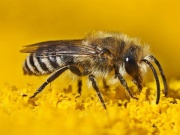 A rovarok vendégszeretetéről