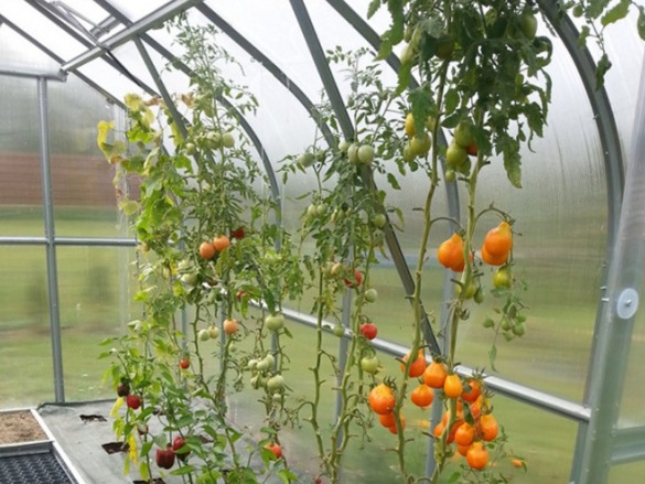 Polikarbonát üvegház Covernit Standard