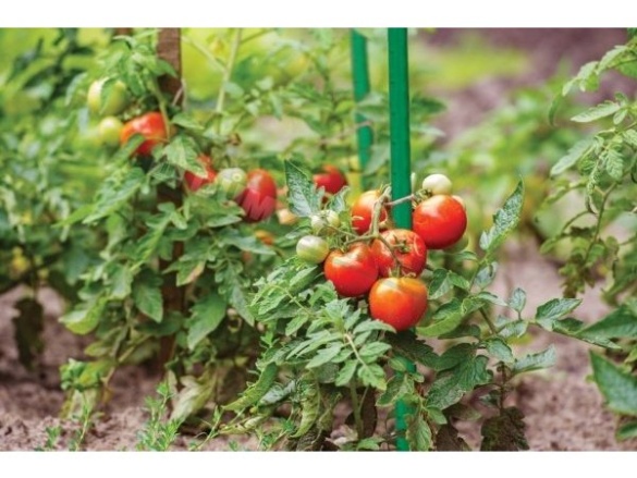 Bradas Ocelová tyčka k rostlinám 1,1cm - 150cm/10ks