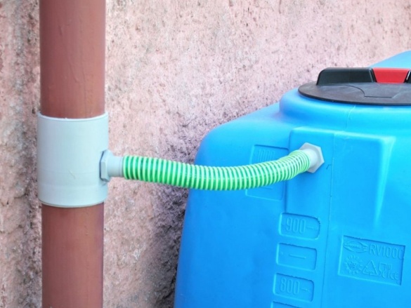 (nadzemní) Scobax Panettone (nadzemní)