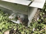 Záhradný skleník z polykarbonátu Gutta Gardentec Classic