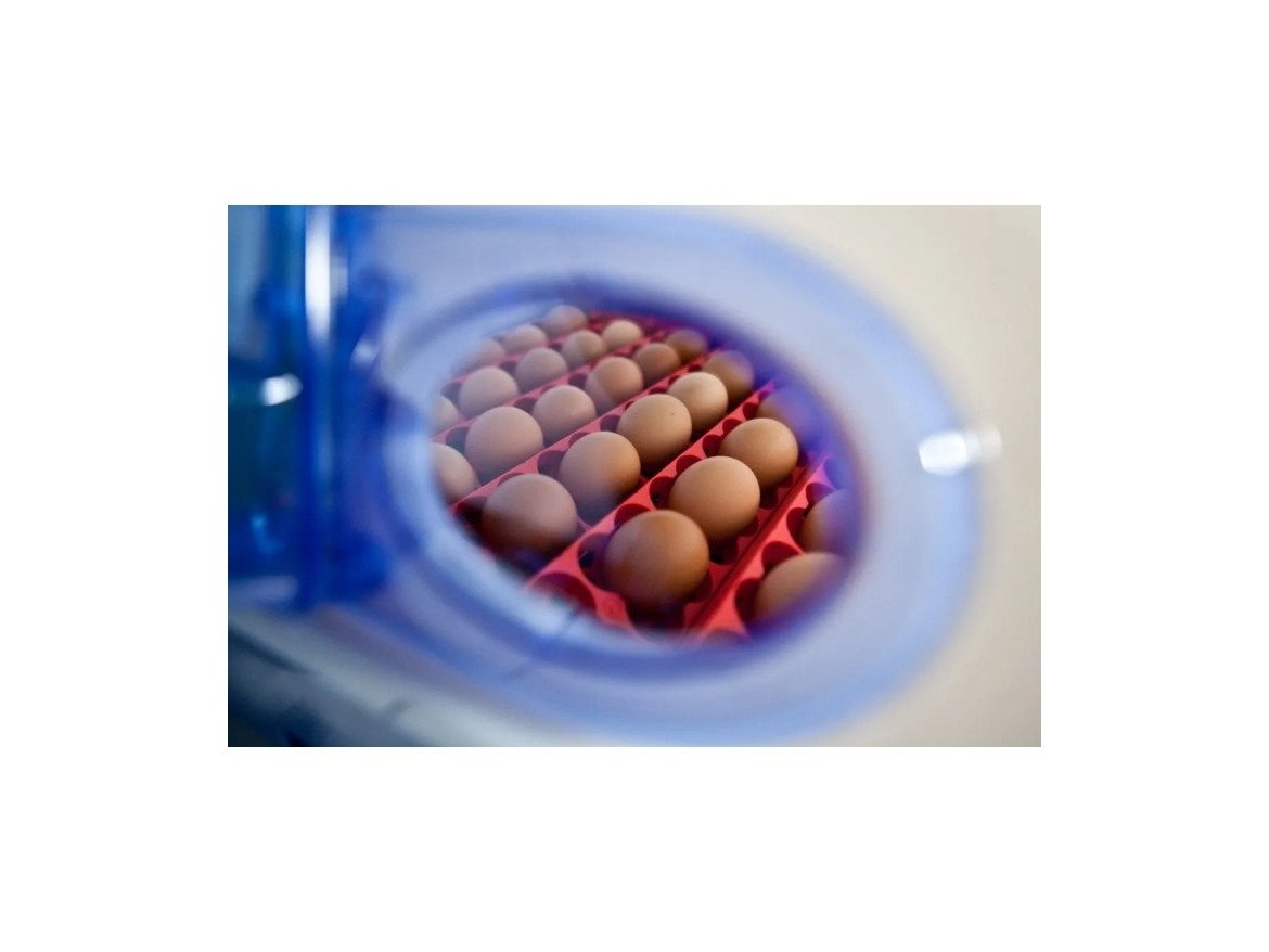 Scobax Líheň na vejce BOROTTO REAL 24