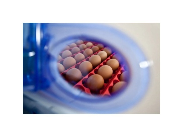 Scobax Líheň na vejce BOROTTO REAL 24