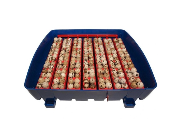 Scobax Automatická líheň na vejce BOROTTO REAL 49 AUTOMATIC