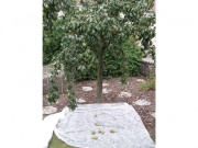 Netkaná Agro textílie Covernit Coverfol C17