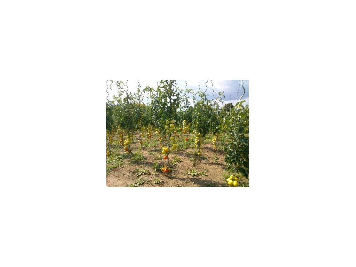 Covernit Spirálová tyč na rajčata