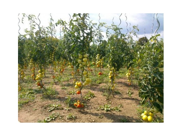 Covernit Spirálová tyč na rajčata