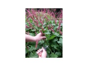 Zastrihávacie nožnice s dlhými čepeľami 304