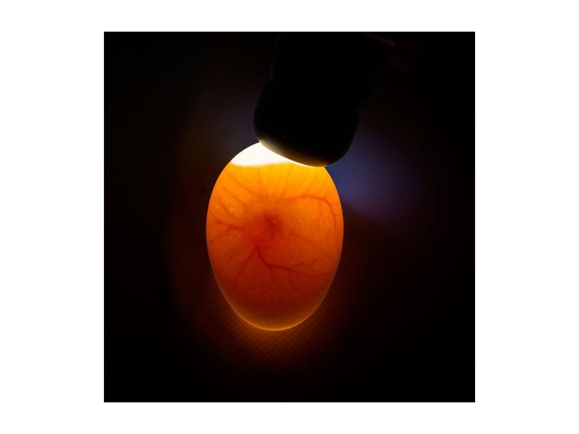 Scobax Prosvětlovačka vajec River 15W