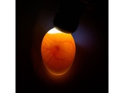 Scobax Prosvětlovačka vajec River 15W