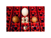 Scobax Líheň na vejce BOROTTO REAL 24