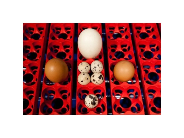 Scobax Líheň na vejce BOROTTO REAL 24