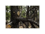 Skládací pila Silky Pocketboy Curve 130-8