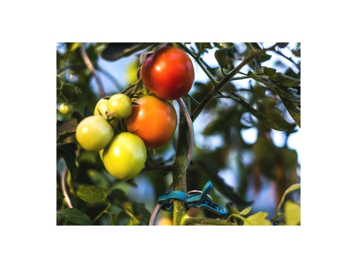 Bradas Klipsy pro uchycení rostlin  8x5,5cm - 10ks