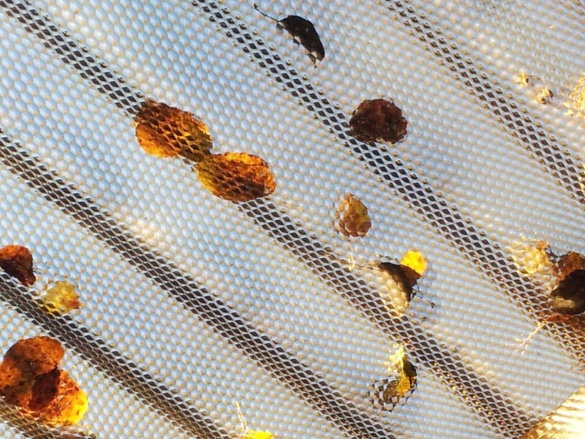 Polykarbonátová vlnitá deska Brett Martin Marlon CSE Diamond