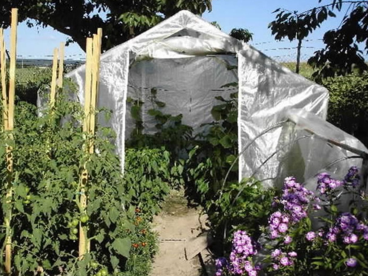 Foliovník Scobax Growspot Cannabo 4