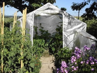 Üveg –  Scobax Growspot Cannabo 4