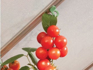 Üveg –  10 db-os horogkészlet Palram