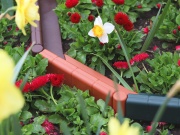 Záhonový obrubník Scobax Smartline