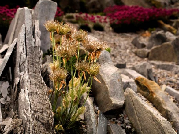 Kompletní průvodce zazimováním zahrady