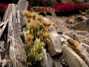 Kompletný sprievodca zazimovaním záhrady