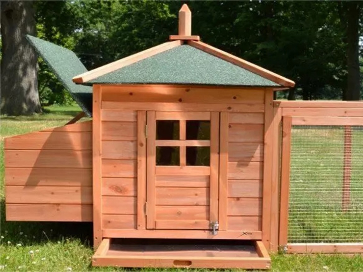 Tyúkól Scobax Sandy