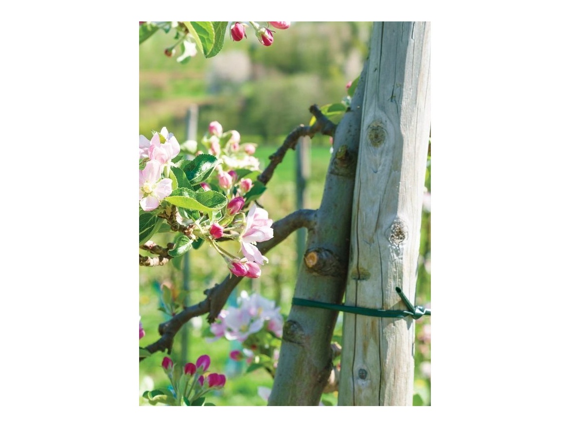 Bradas Uvazovací hadička na rostliny  3,9mm x 30m