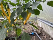 Souprava kapkové závlahy  4 Scobax