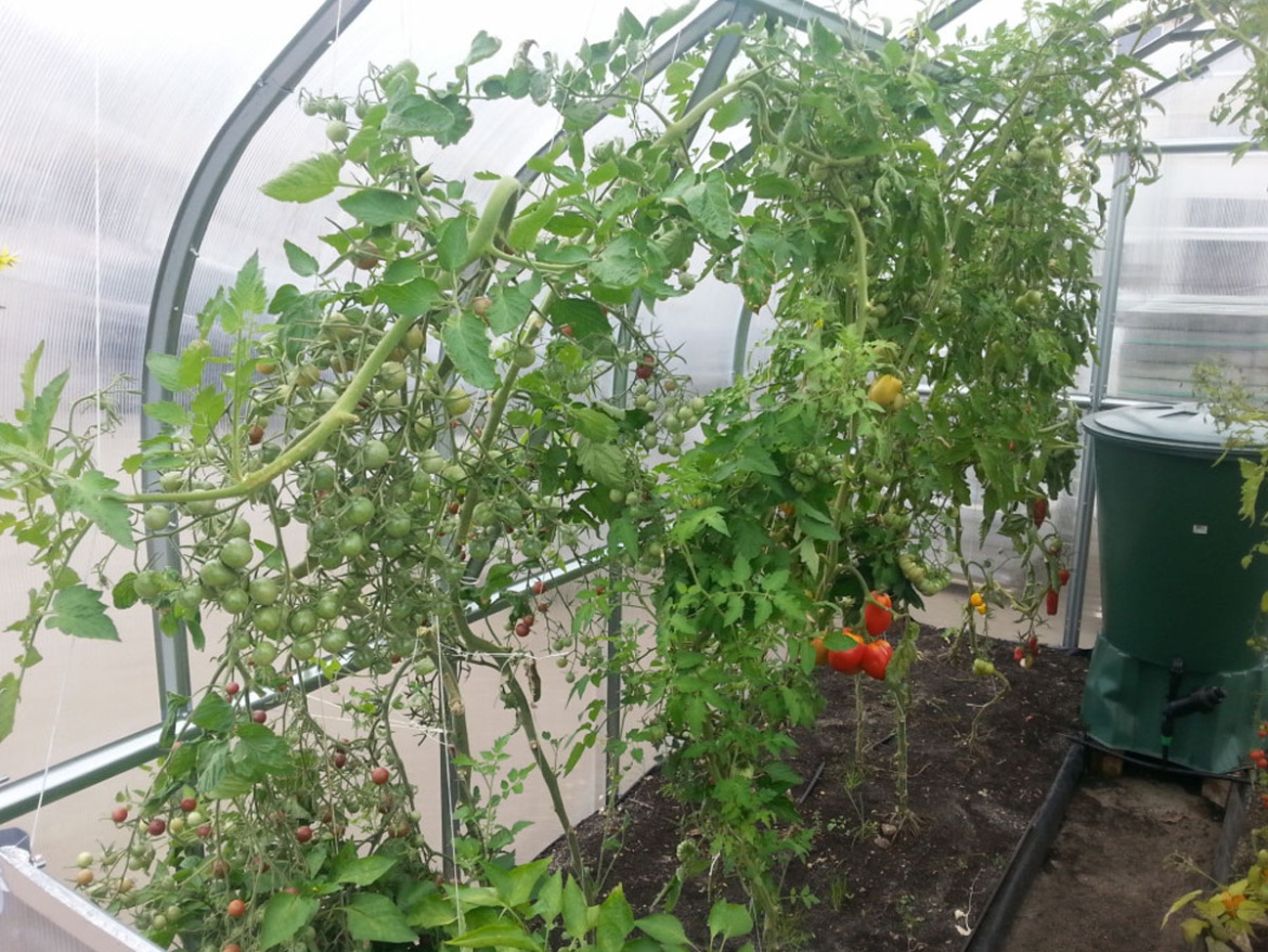 Polikarbonát üvegház Covernit Standard