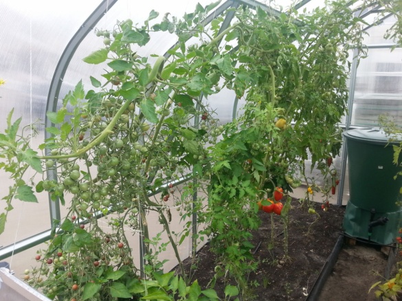 Polikarbonát üvegház Covernit Standard