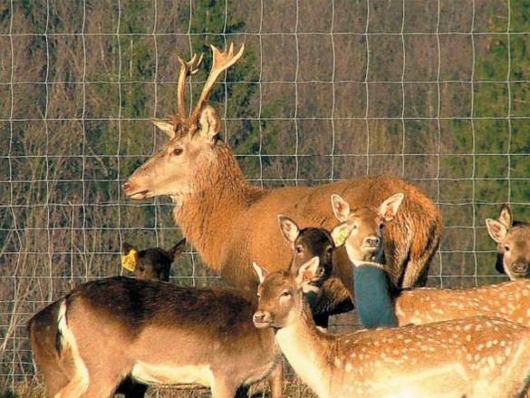 Uzlové pletivo Arepo