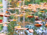 Kompletní průvodce zazimováním zahrady