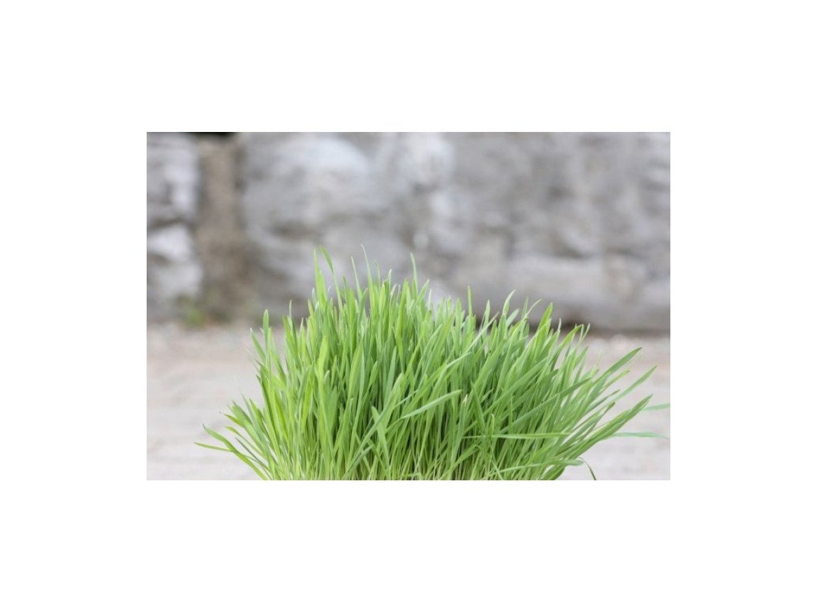 Scobax Kočičí tráva v misce 100 g