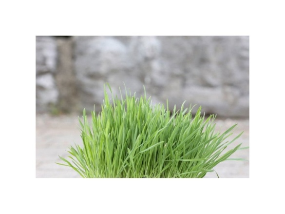 Scobax Kočičí tráva v misce 100 g