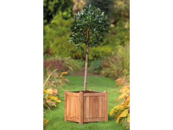 Truhlík Tuindeco Kalimantan 56