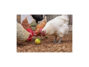 Scobax Krmítko pro drůbež - míček na zrní pro slepice, 7,5 cm