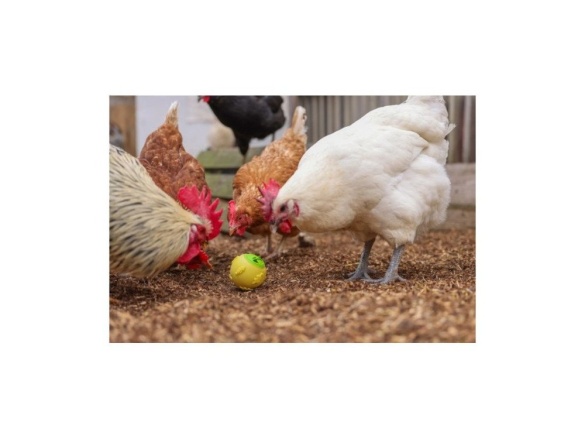 Scobax Krmítko pro drůbež - míček na zrní pro slepice, 7,5 cm