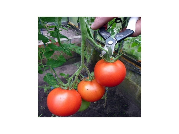 Sklízecí nůžky se zakřivenými čepelemi 301