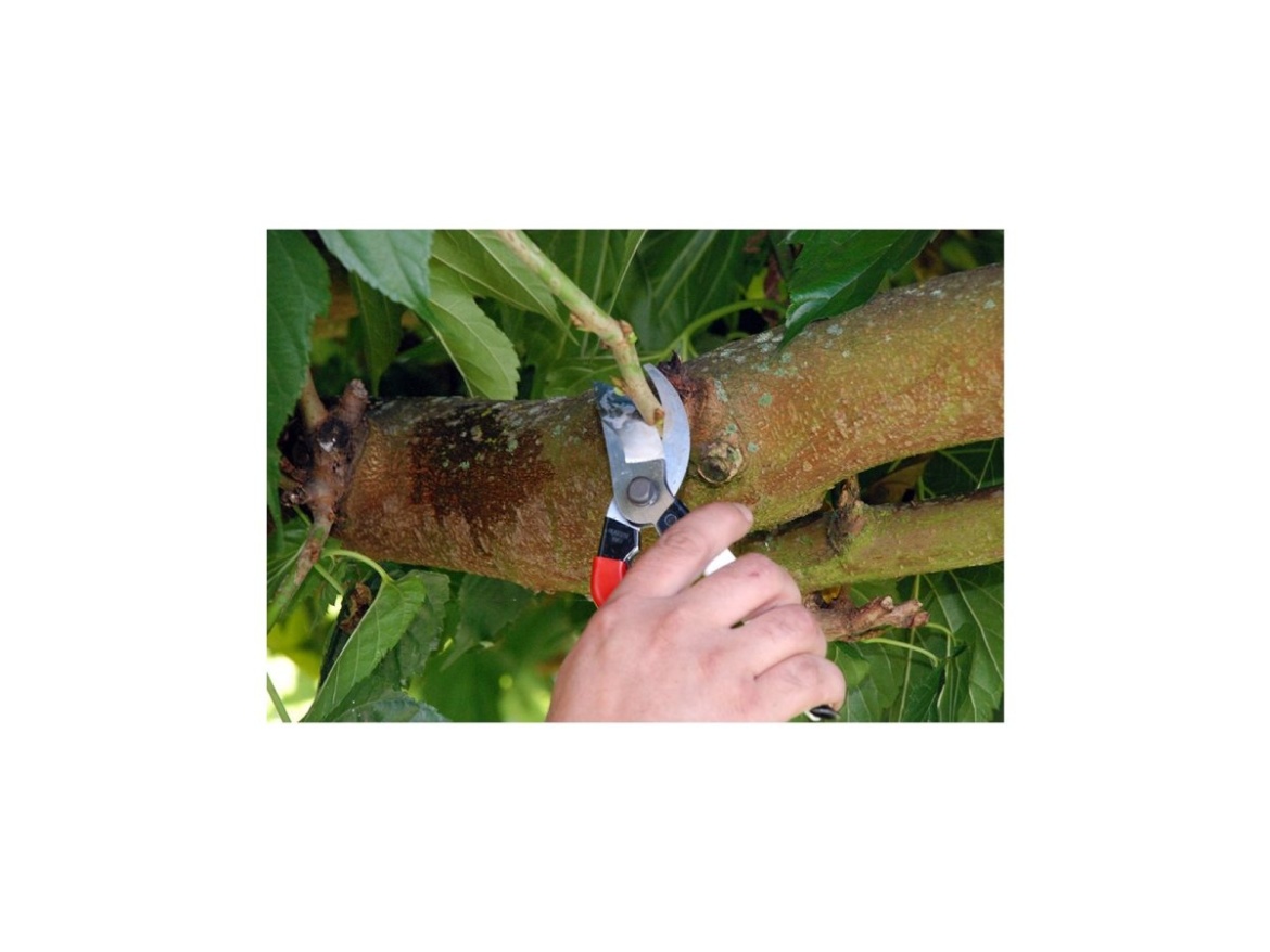 Kerti olló kis kezekhez 101