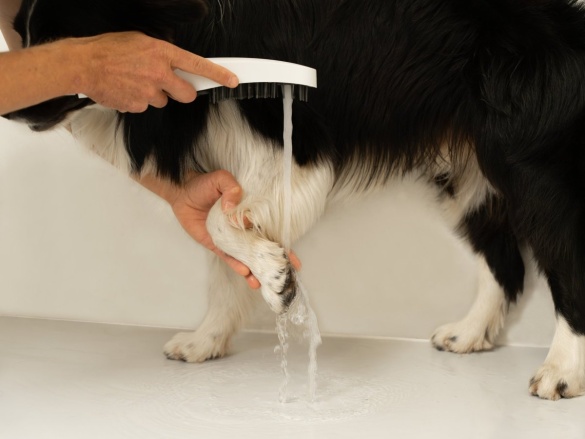 Ravak 949.10WHM Ruční sprcha pro psy, 4 funkce, bílá matná