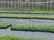 Mulčovací textílie s pruhy Covernit