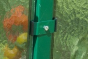Limes Primus M