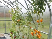 Zahradní skleník z polykarbonátu Gutta Gardentec Standard