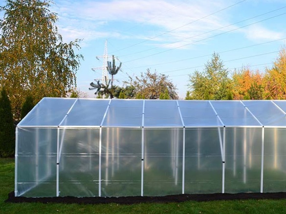 Fóliovník Scobax Mandava