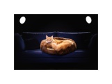 Scobax CROCODOG ORTHOPEDIC PET BED