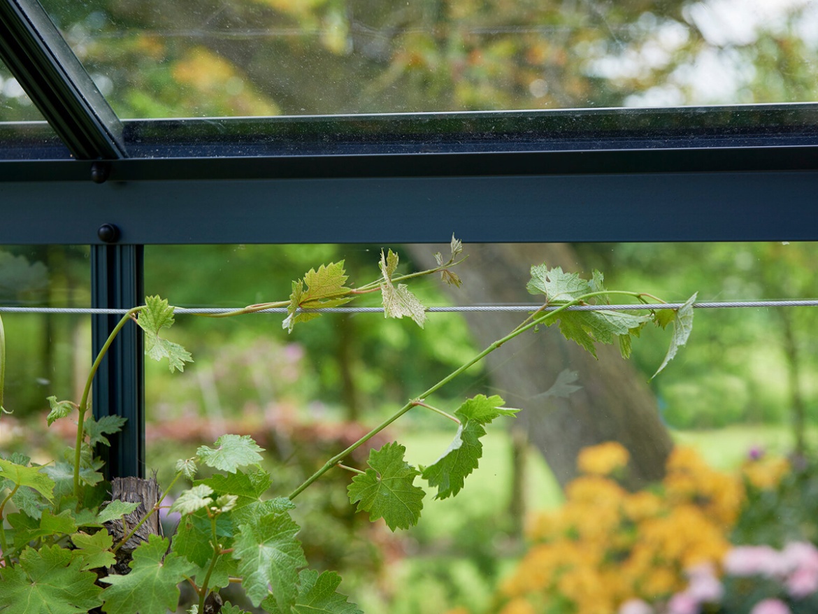 Juliana Sada ocelových lanek