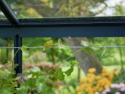 Juliana Sada ocelových lanek