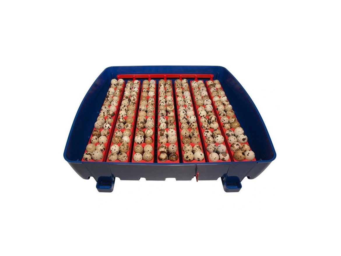 Scobax Líheň na vejce BOROTTO REAL 49